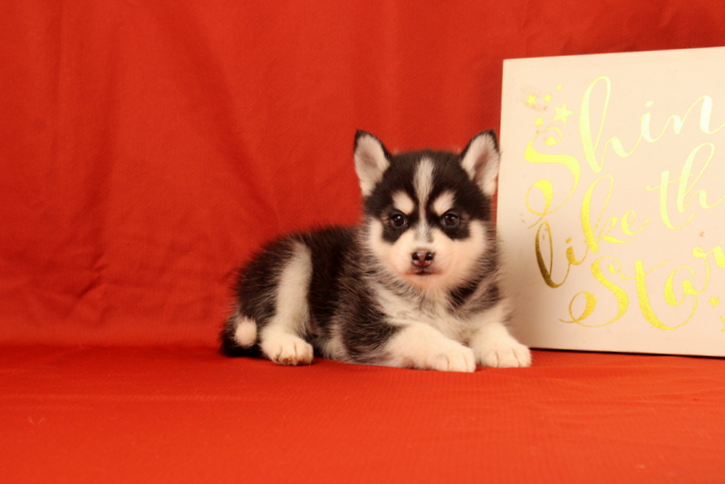 puppy, for, sale, Pomsky, Matthew B. Stoltzfus, dog, breeder, Gap, PA, dog-breeder, puppy-for-sale, forsale, nearby, find, puppyfind, locator, puppylocator, aca